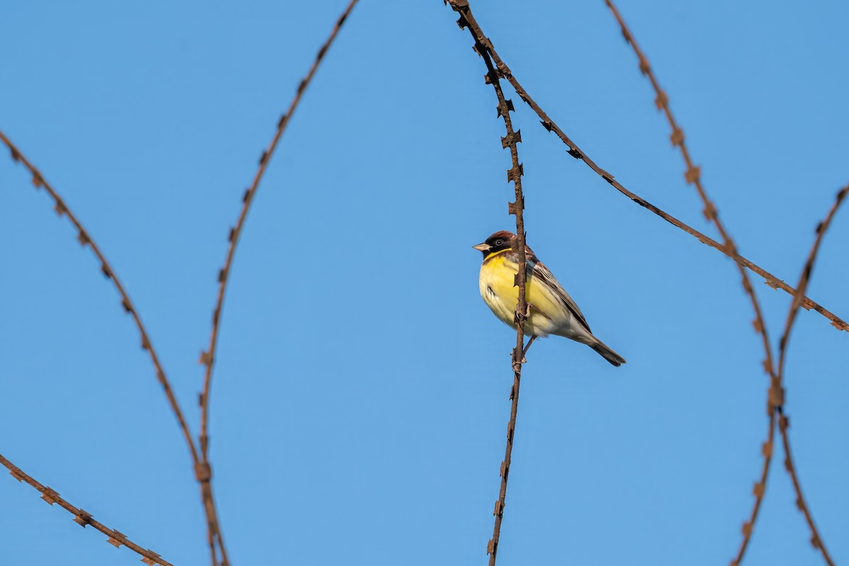 strnad obojkový - ML646516420