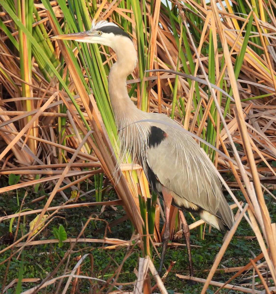 Great Blue Heron - ML646516421
