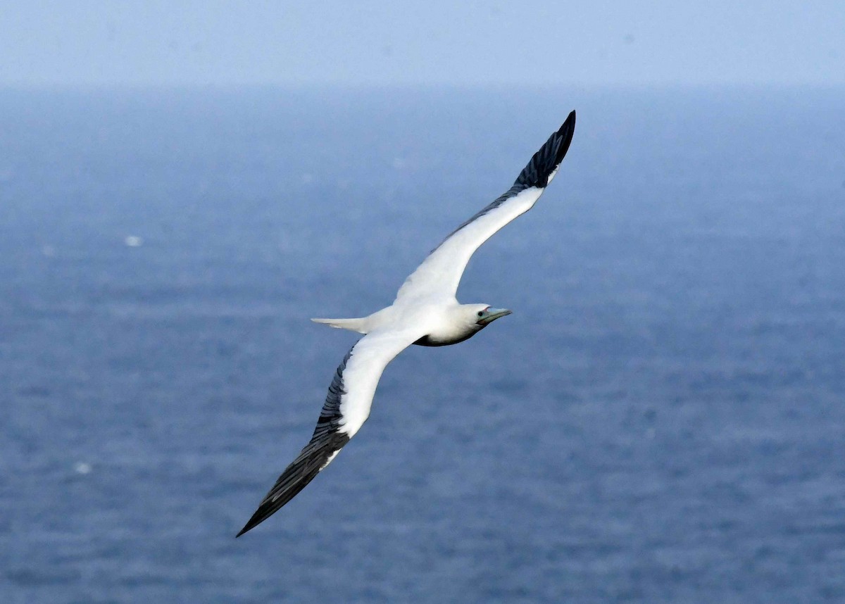 紅腳鰹鳥 - ML646516423