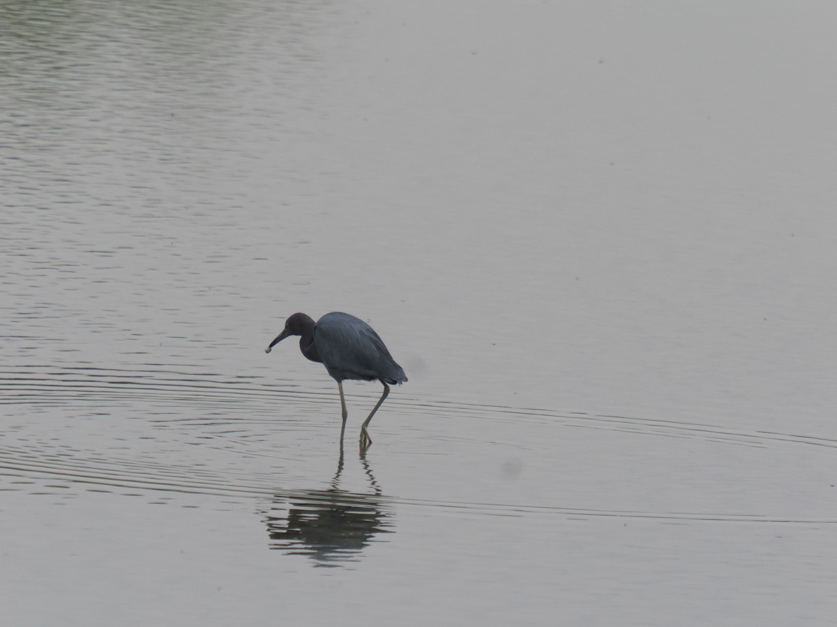 volavka modrošedá - ML646516426