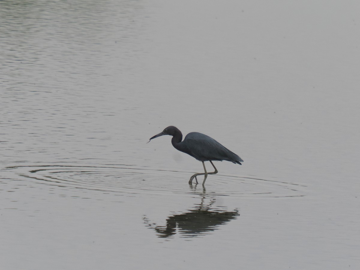 volavka modrošedá - ML646516427