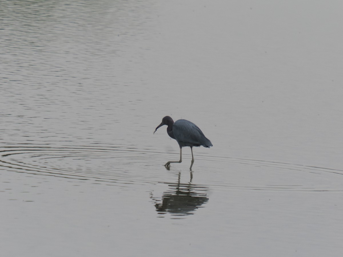 volavka modrošedá - ML646516428