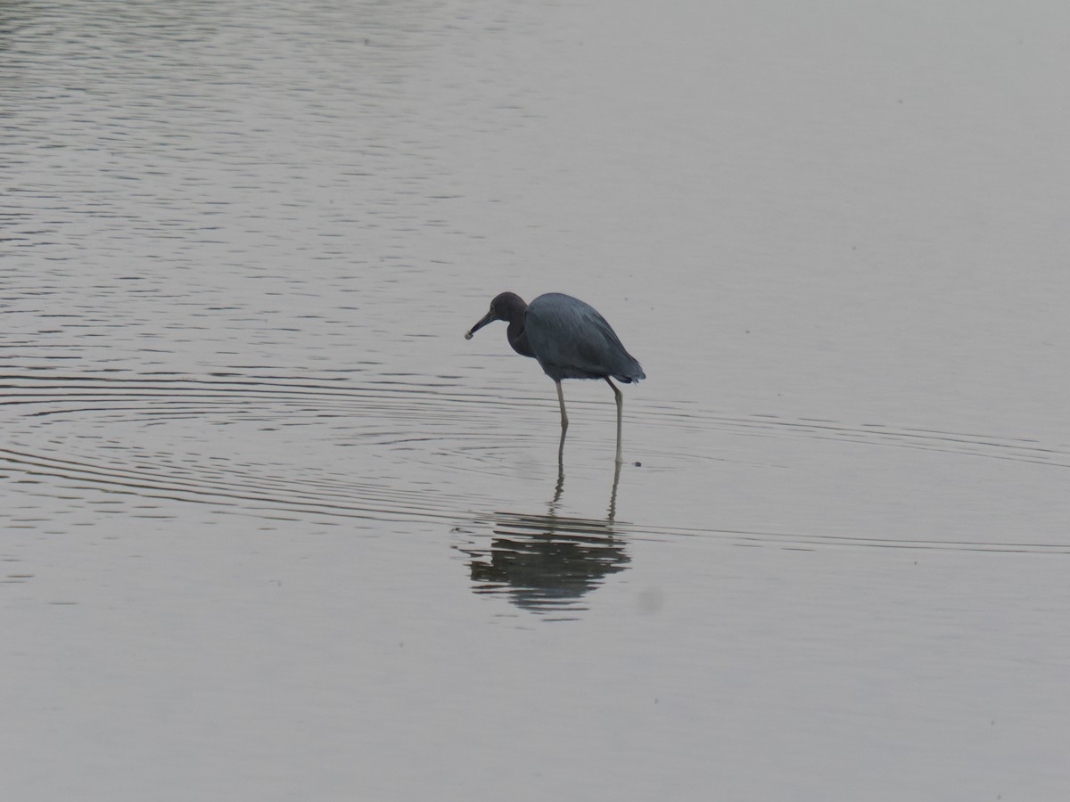 volavka modrošedá - ML646516429