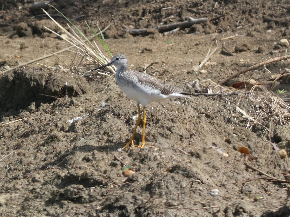 Greater Yellowlegs - ML646516430