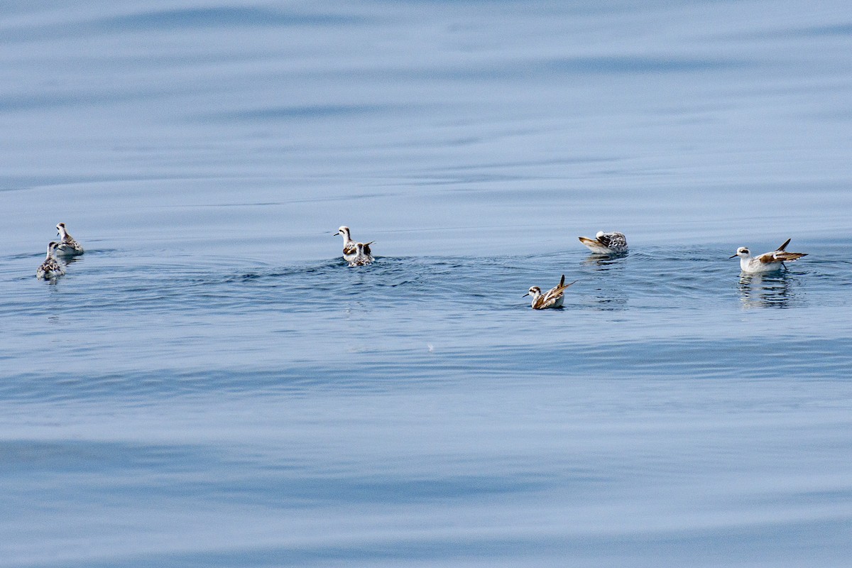 Red-necked Phalarope - ML646516431