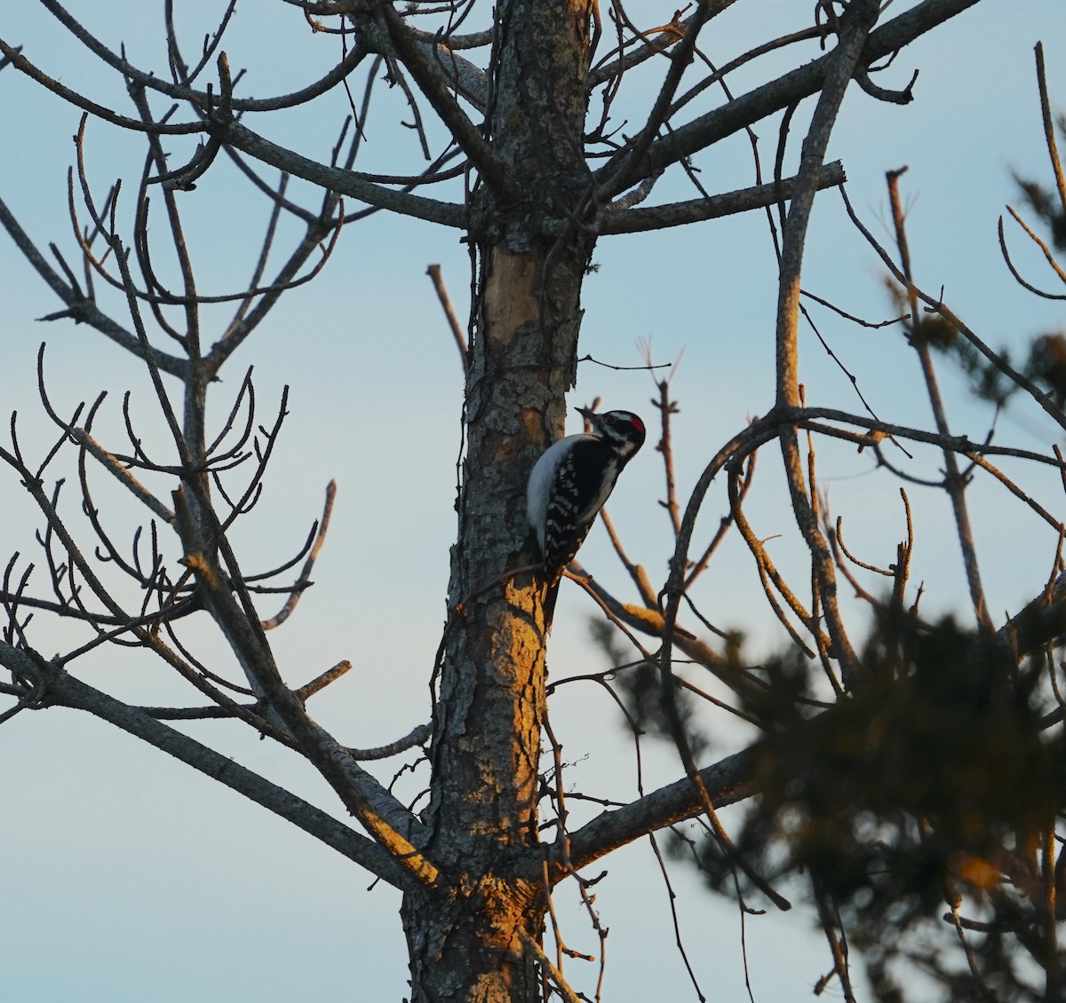 Hairy Woodpecker (Eastern) - ML646516432