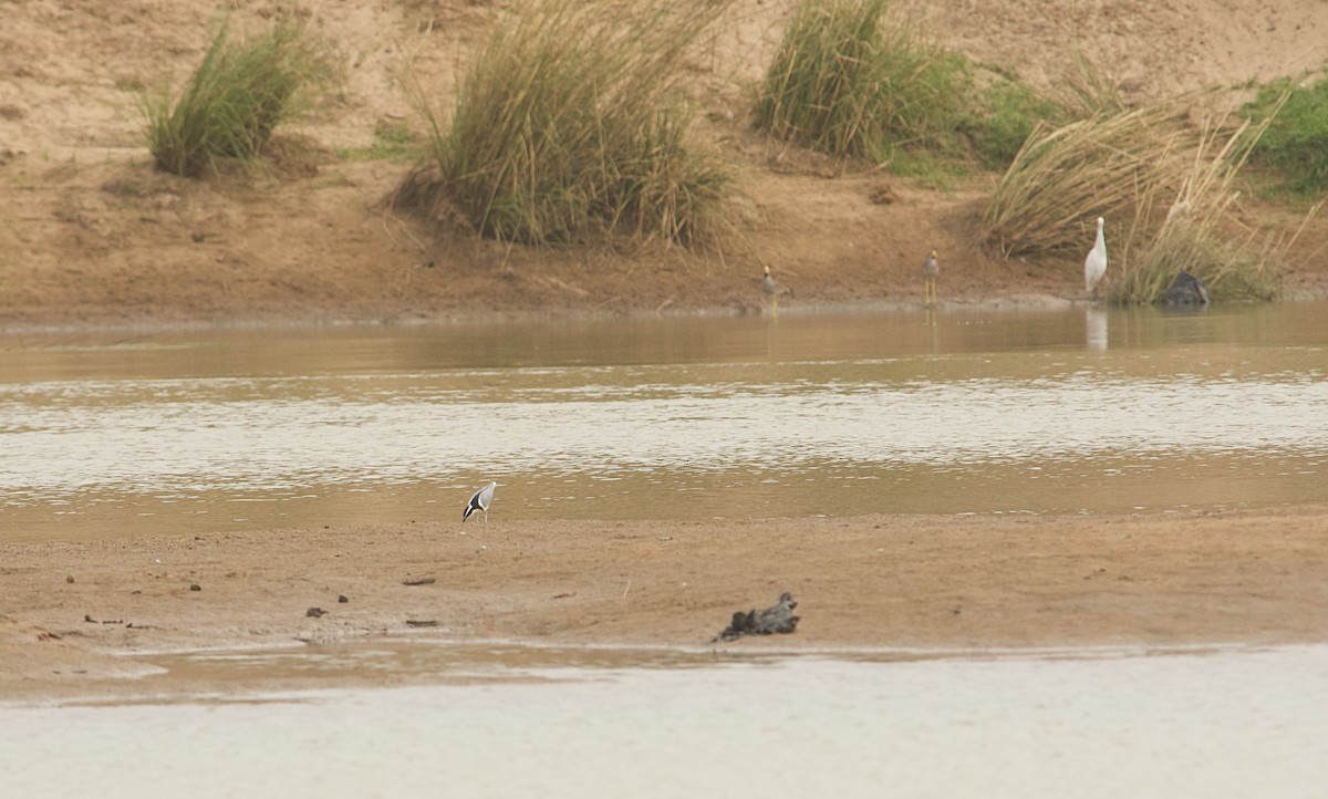 Egyptian Plover - ML646516433