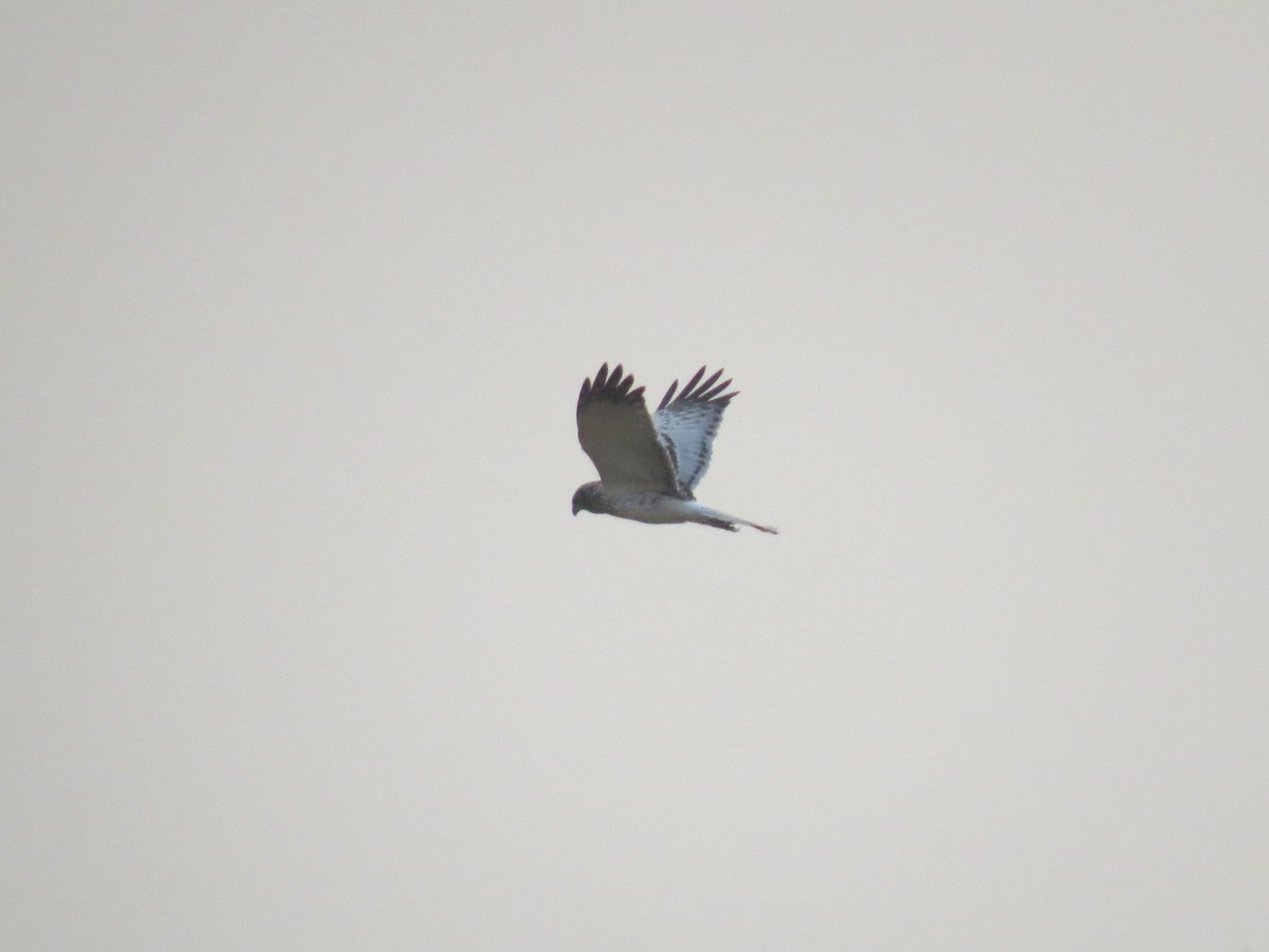 moták východní - ML646516434