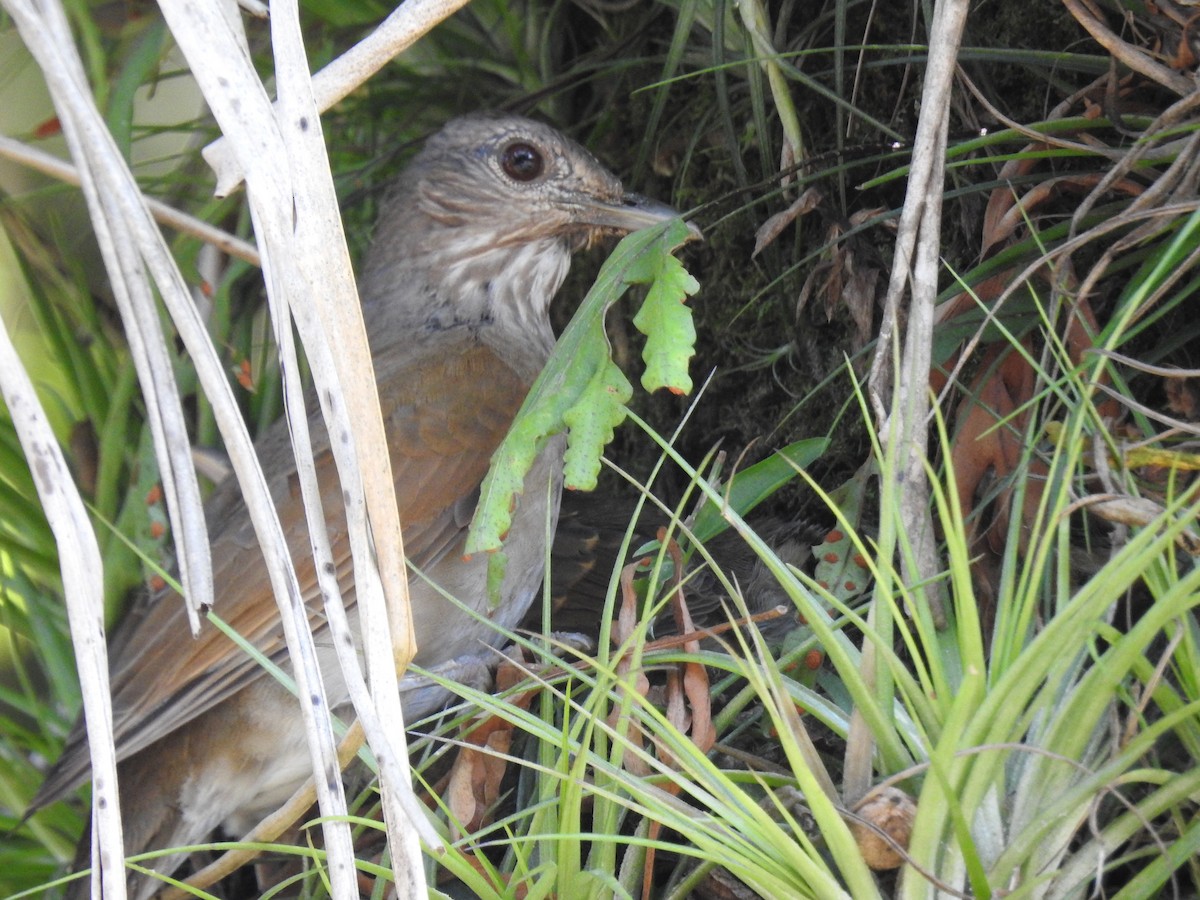 Pale-breasted Thrush - ML646516436
