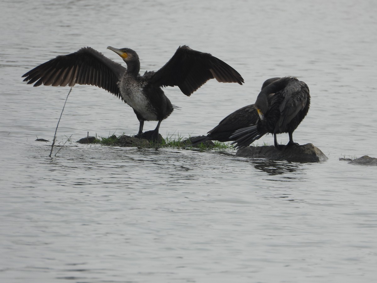 Great Cormorant - ML646516437