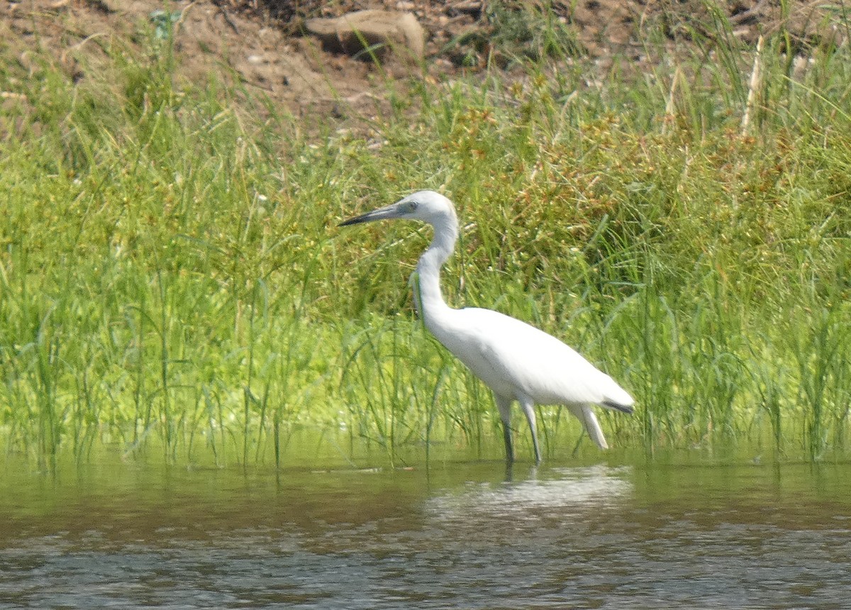 Little Blue Heron - ML646516438