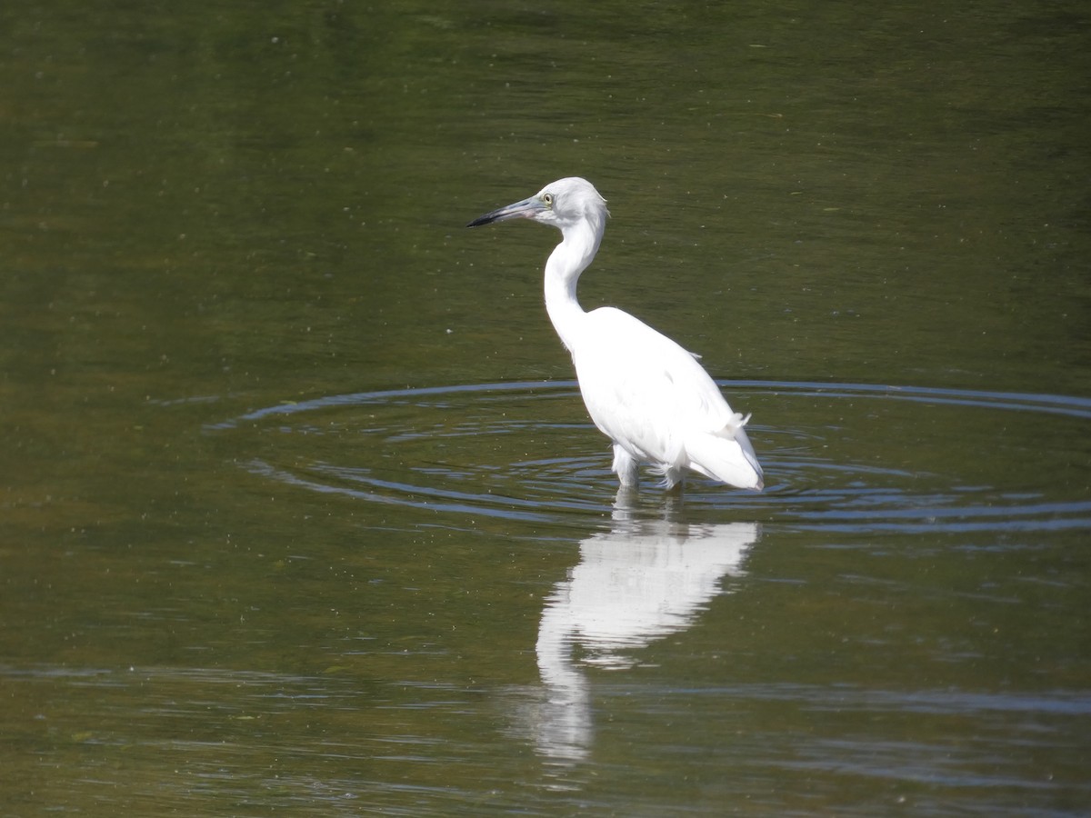 Little Blue Heron - ML646516439