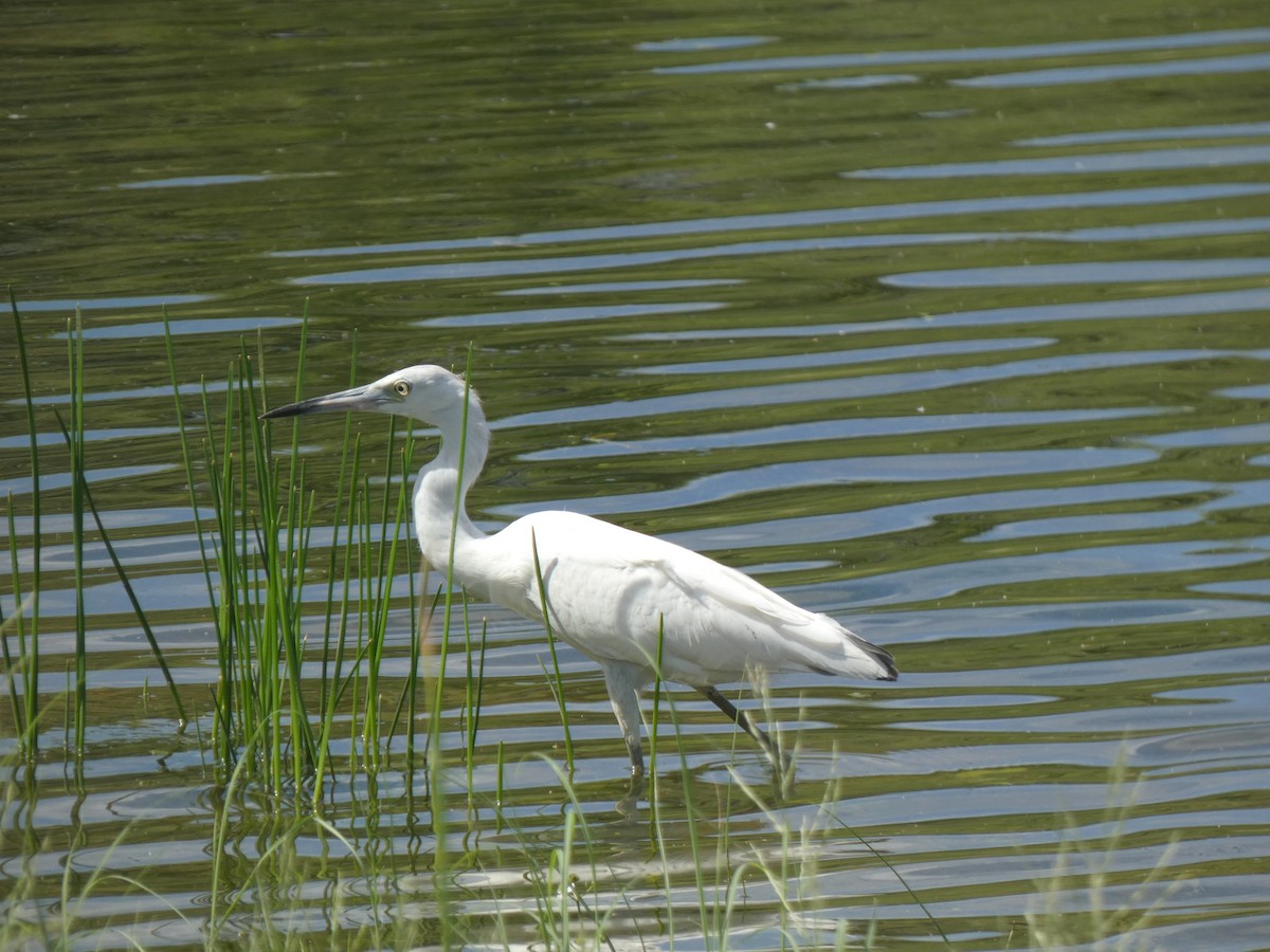 Little Blue Heron - ML646516440
