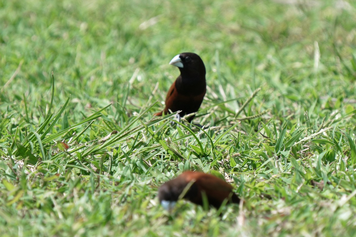 Kestane Rengi Munya - ML646516443