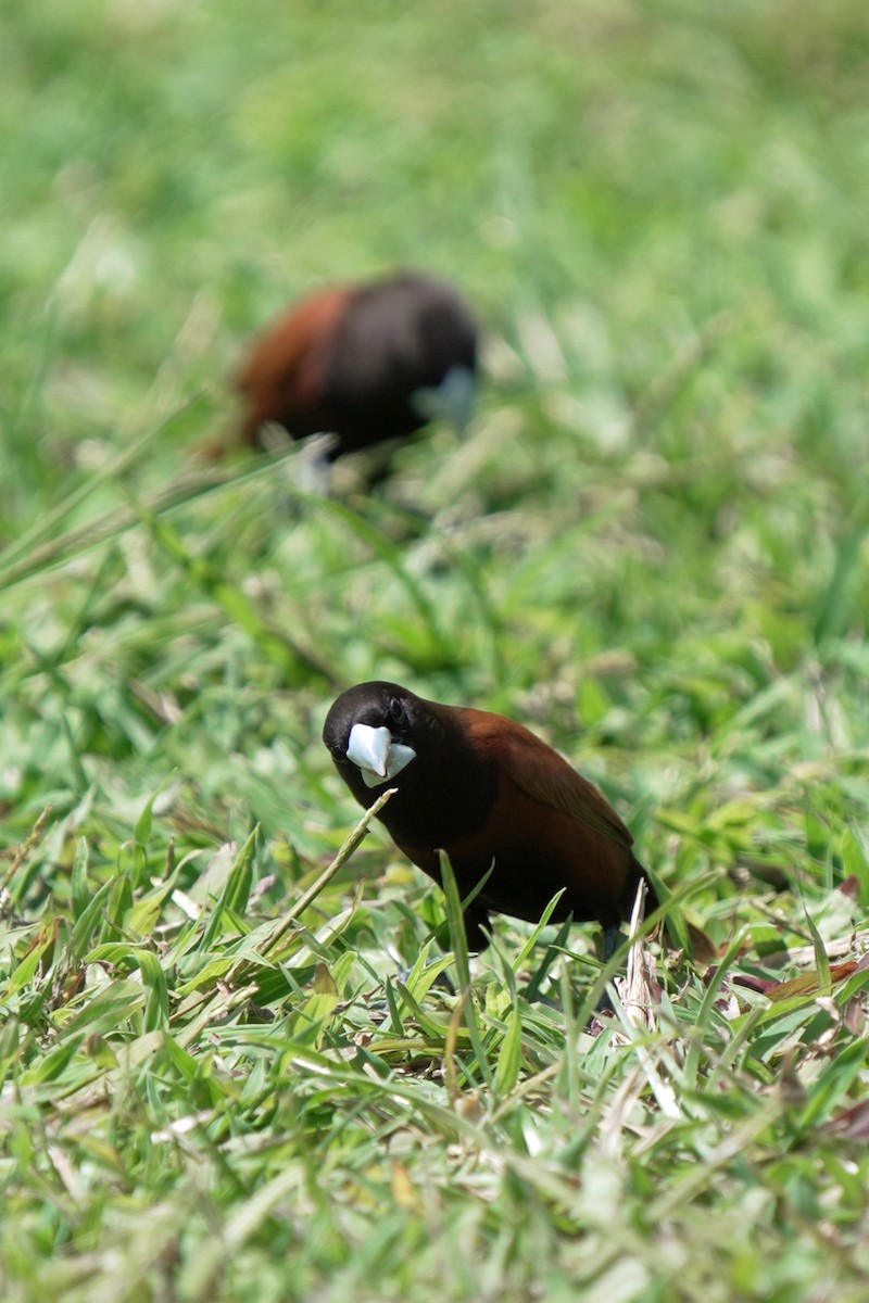 Kestane Rengi Munya - ML646516444