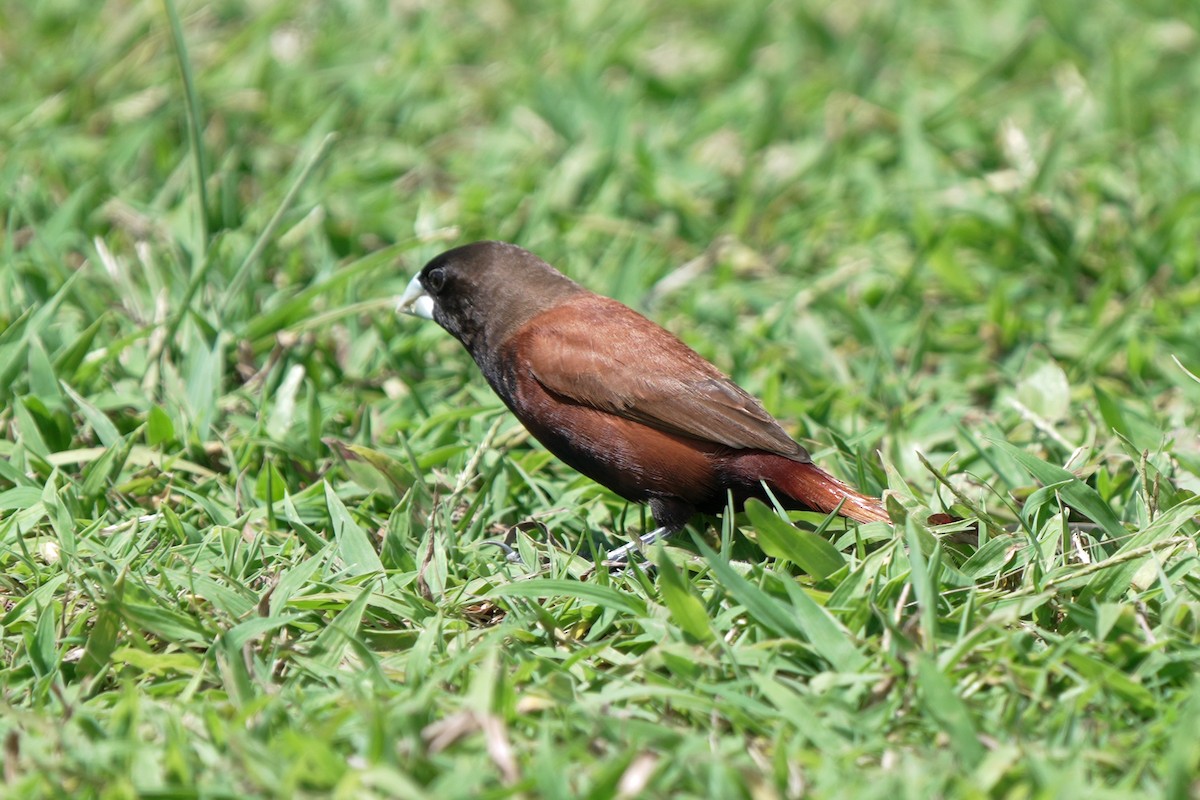 Kestane Rengi Munya - ML646516445