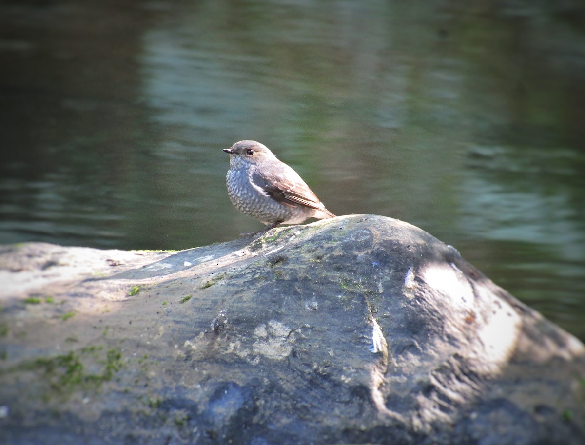 Plumbeous Redstart - ML646516446