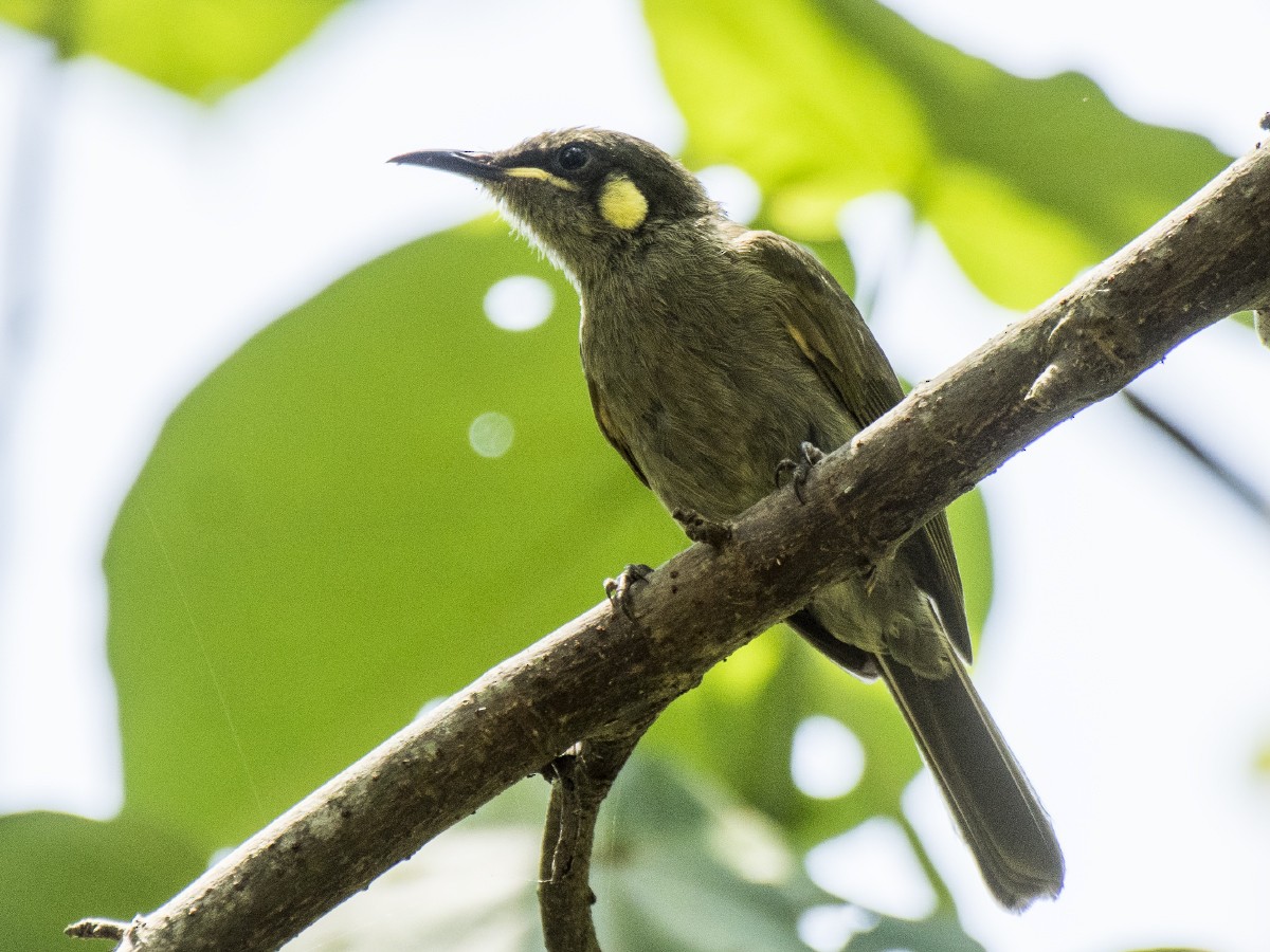 Малый медосос - ML646516447