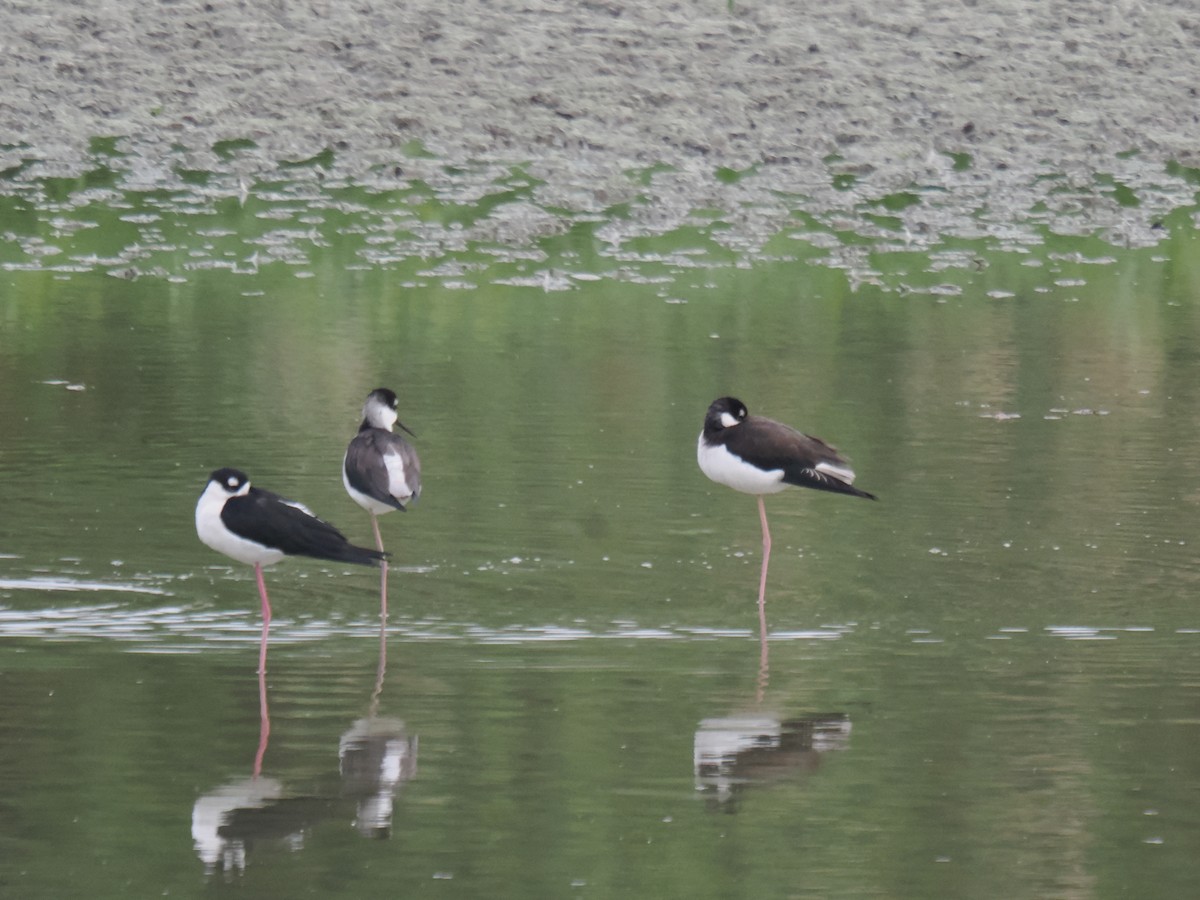 pisila černokrká - ML646516448