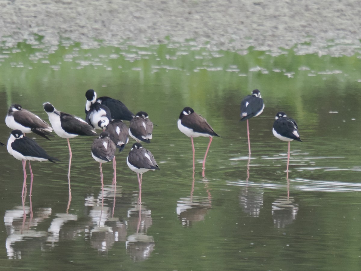 pisila černokrká - ML646516449