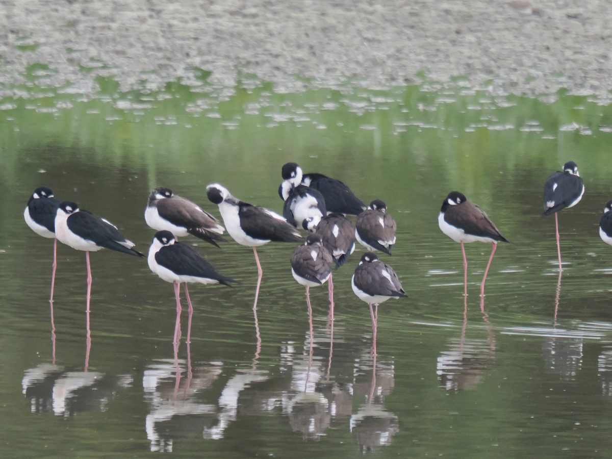 pisila černokrká - ML646516450