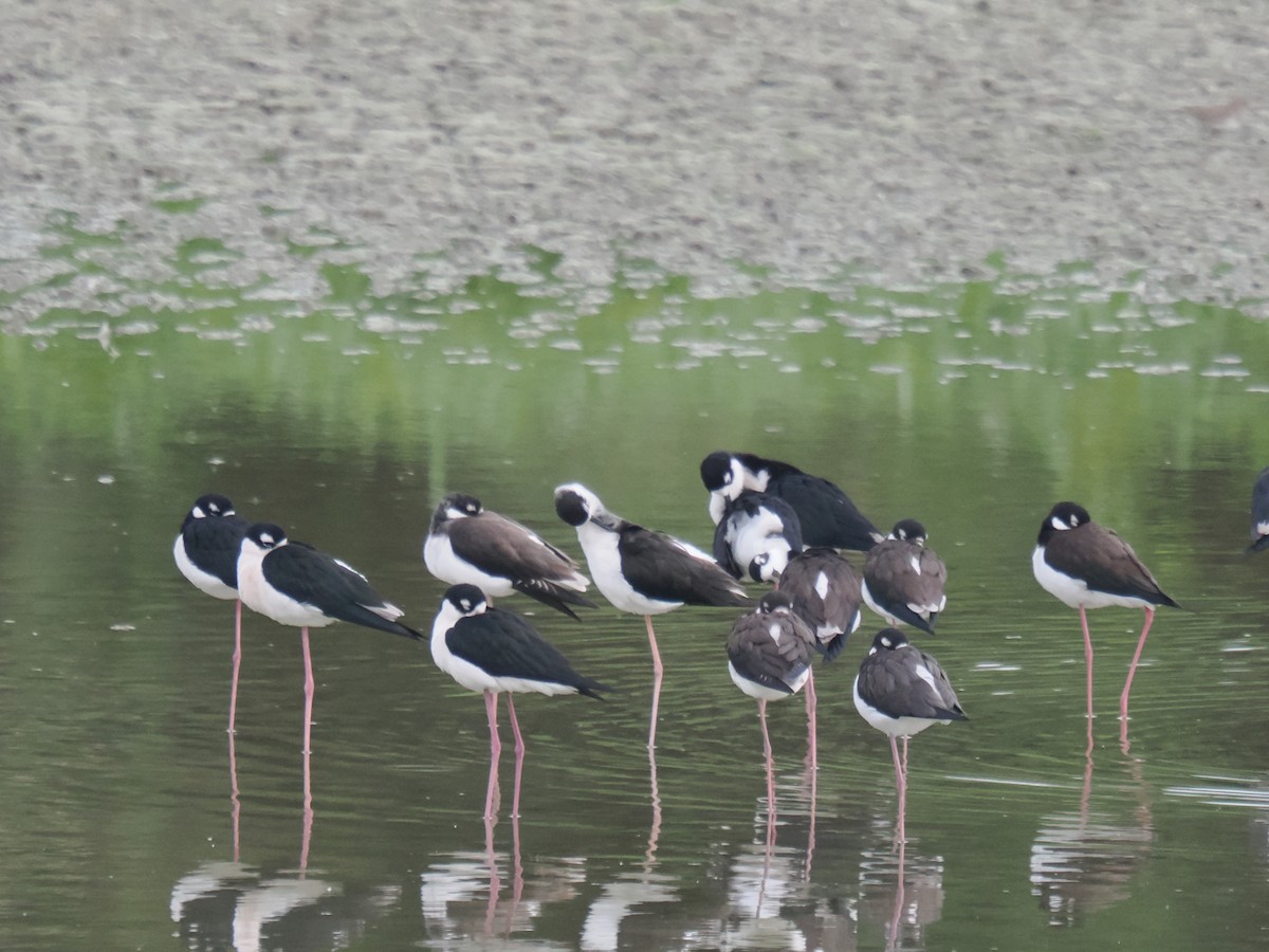 pisila černokrká - ML646516451