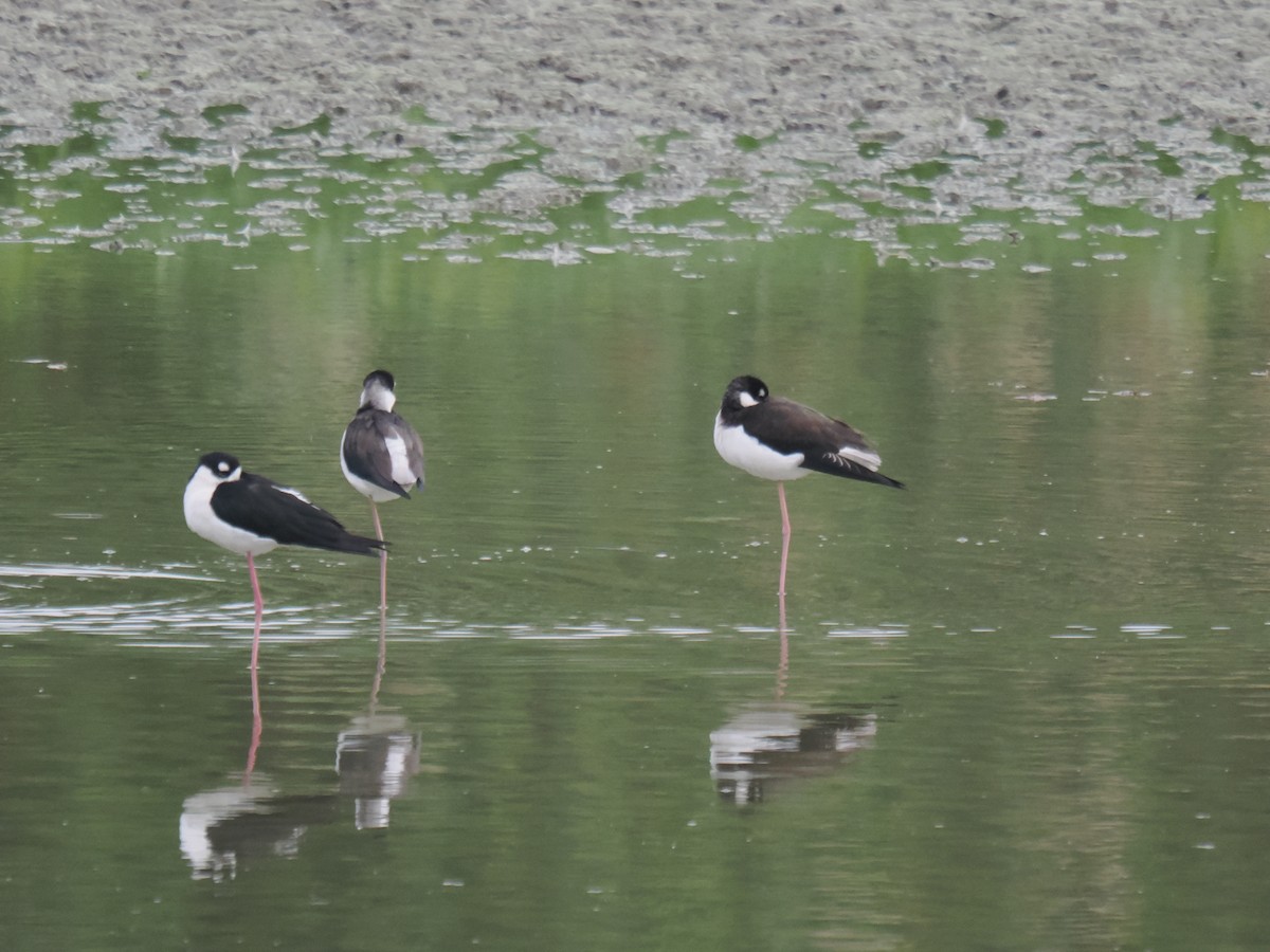 pisila černokrká - ML646516452