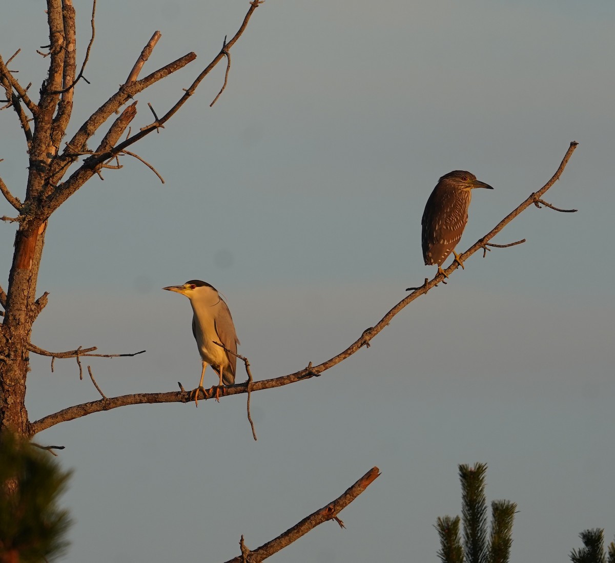 Black-crowned Night Heron - ML646516453