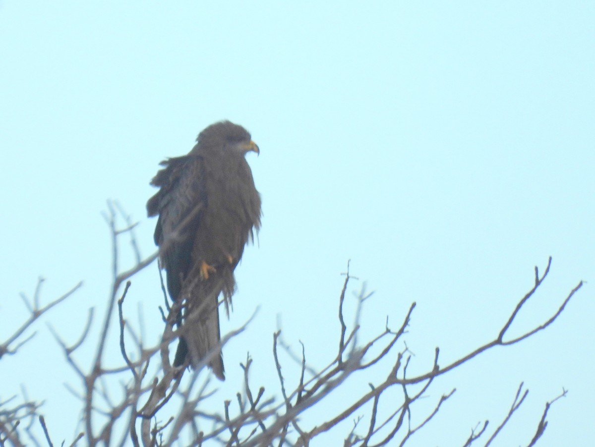 黑鳶(aegyptius/parasitus) - ML646516454