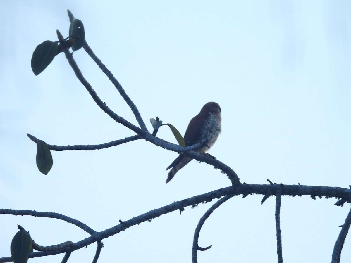 Malagasy Kestrel - ML646516455