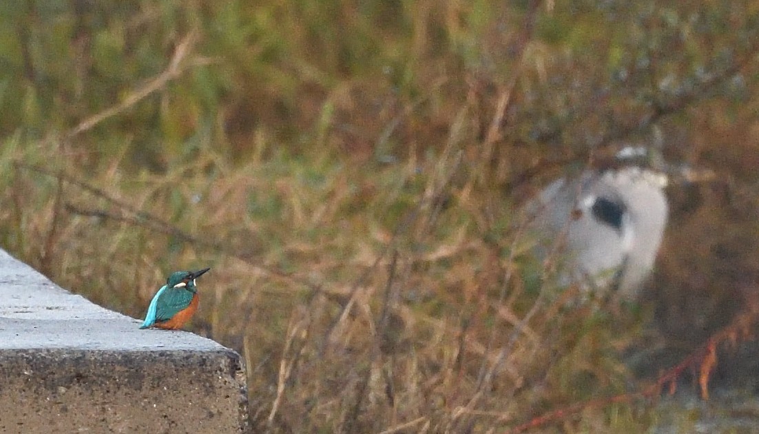Common Kingfisher - ML646516457
