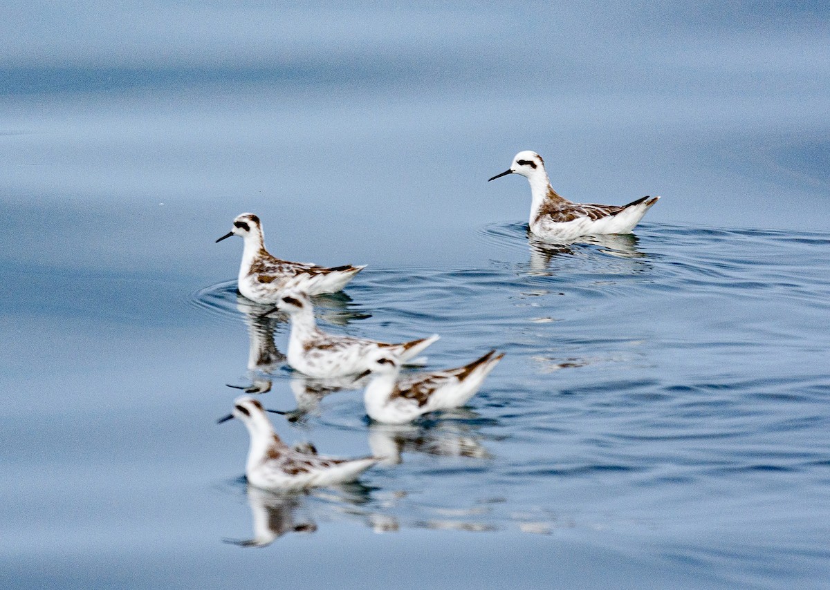 Red-necked Phalarope - ML646516458