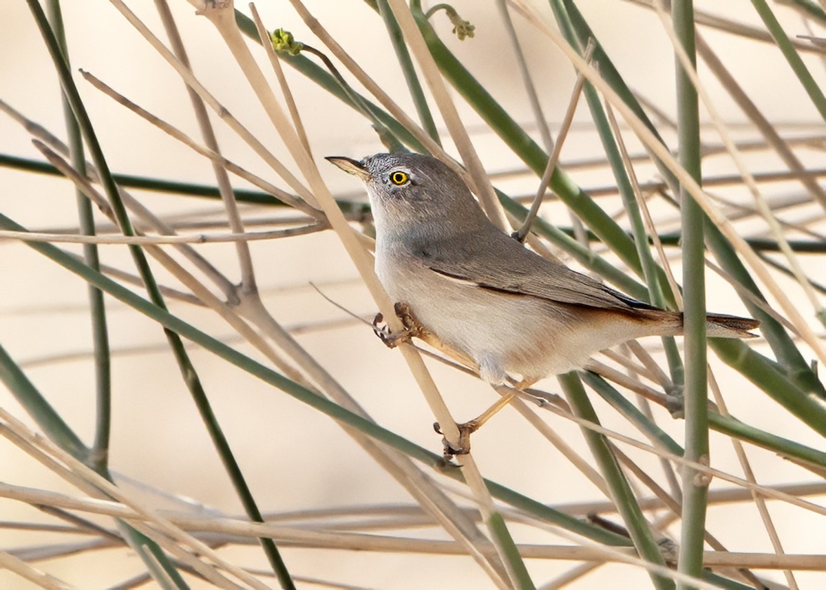 pěnice malá - ML646516459