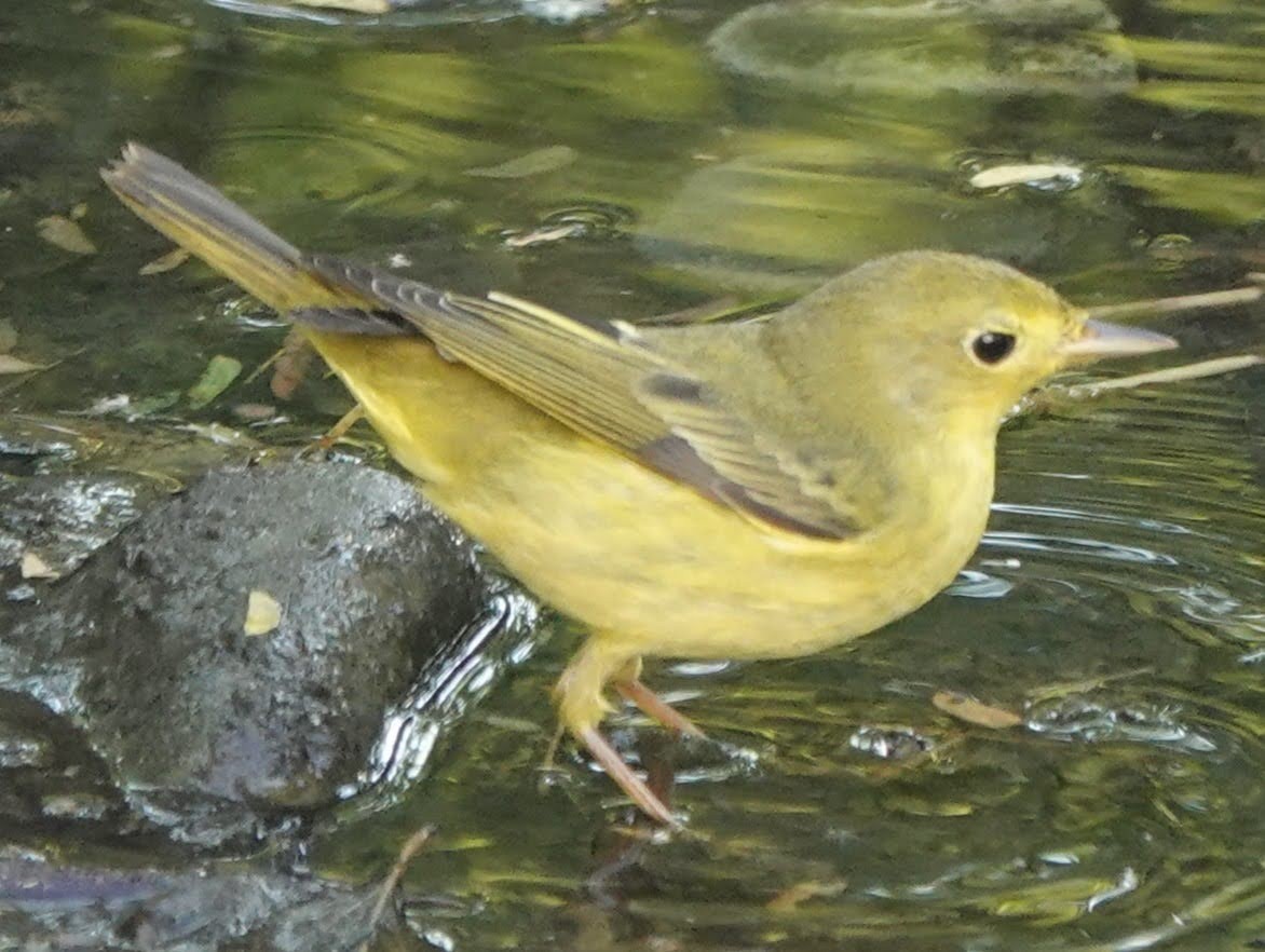 Mangrove Yellow Warbler - ML646516461