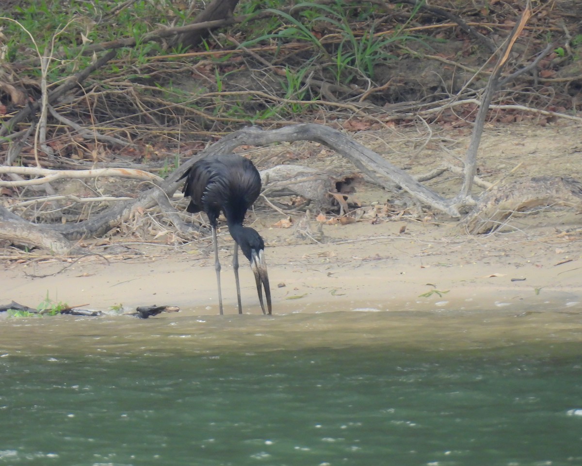 African Openbill - ML646516462