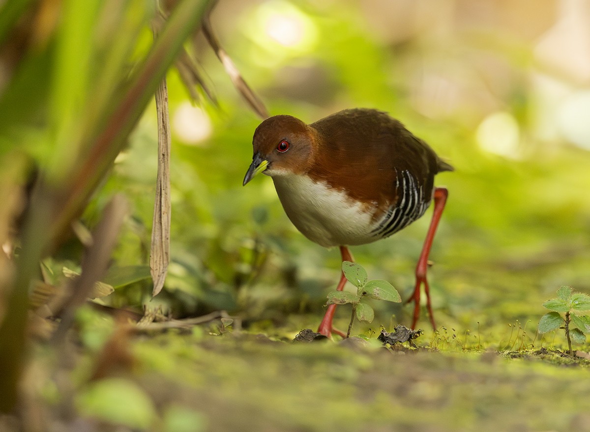 Red-and-white Crake - ML646516464
