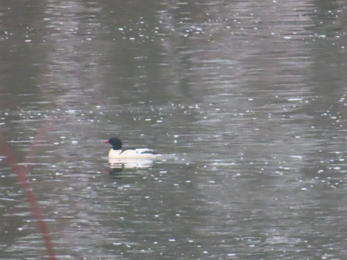 Крех великий - ML646516470