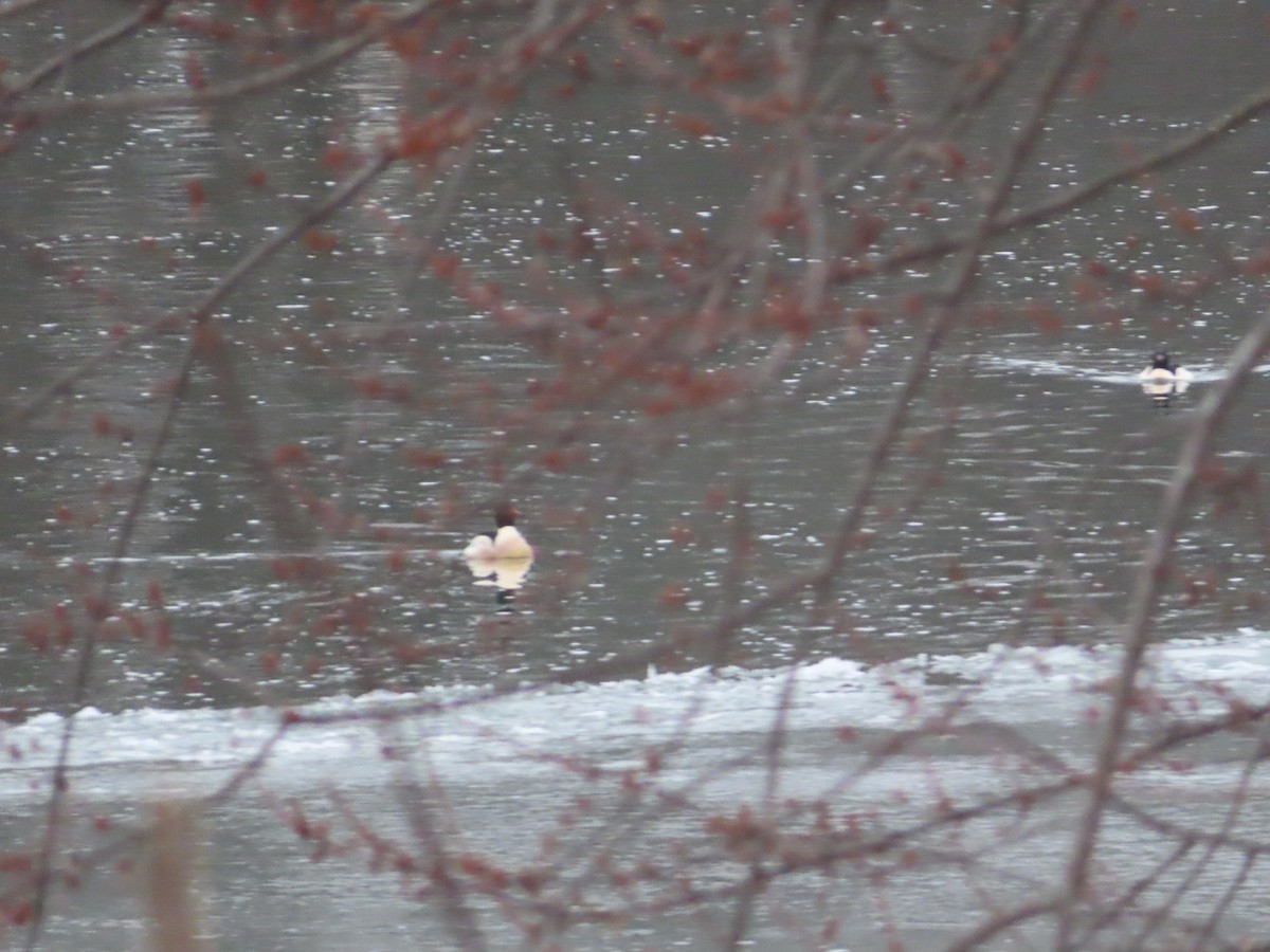 Крех великий - ML646516471