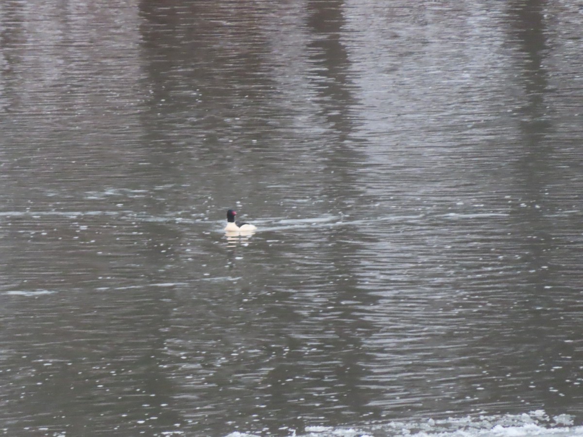 Крех великий - ML646516472