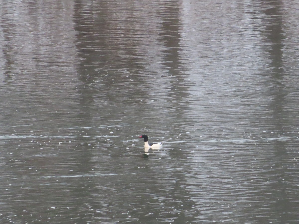 Крех великий - ML646516473