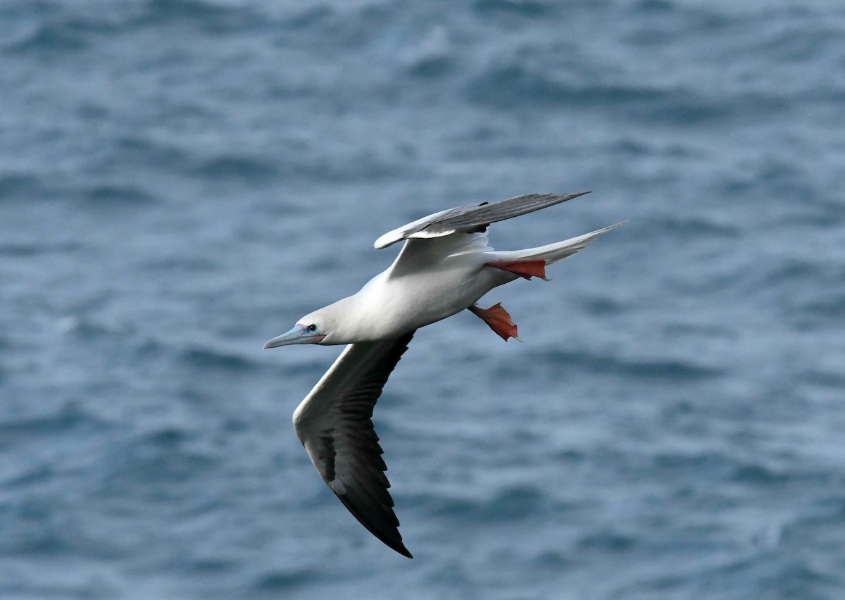 紅腳鰹鳥 - ML646516474