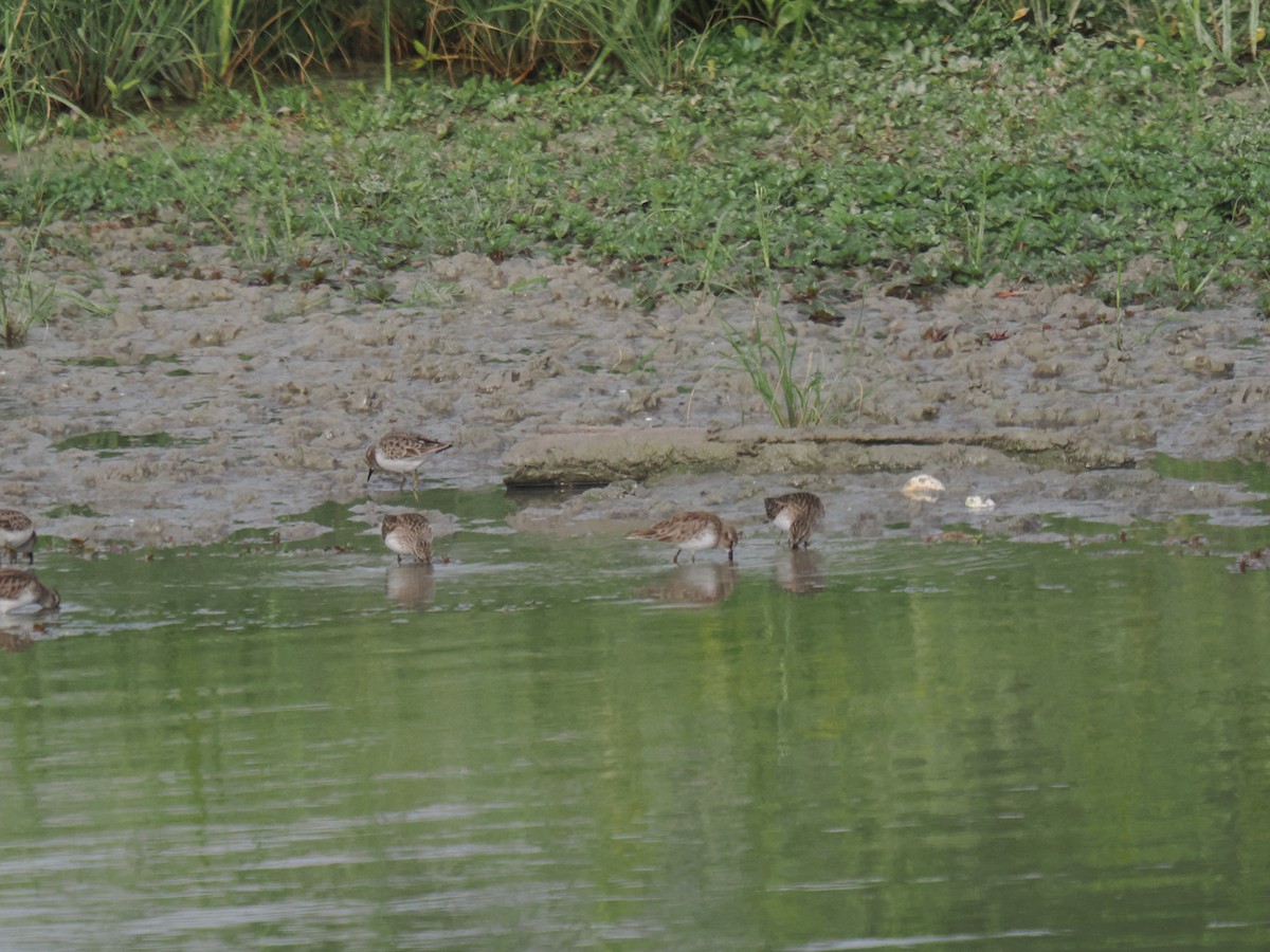 jespák drobný - ML646516475