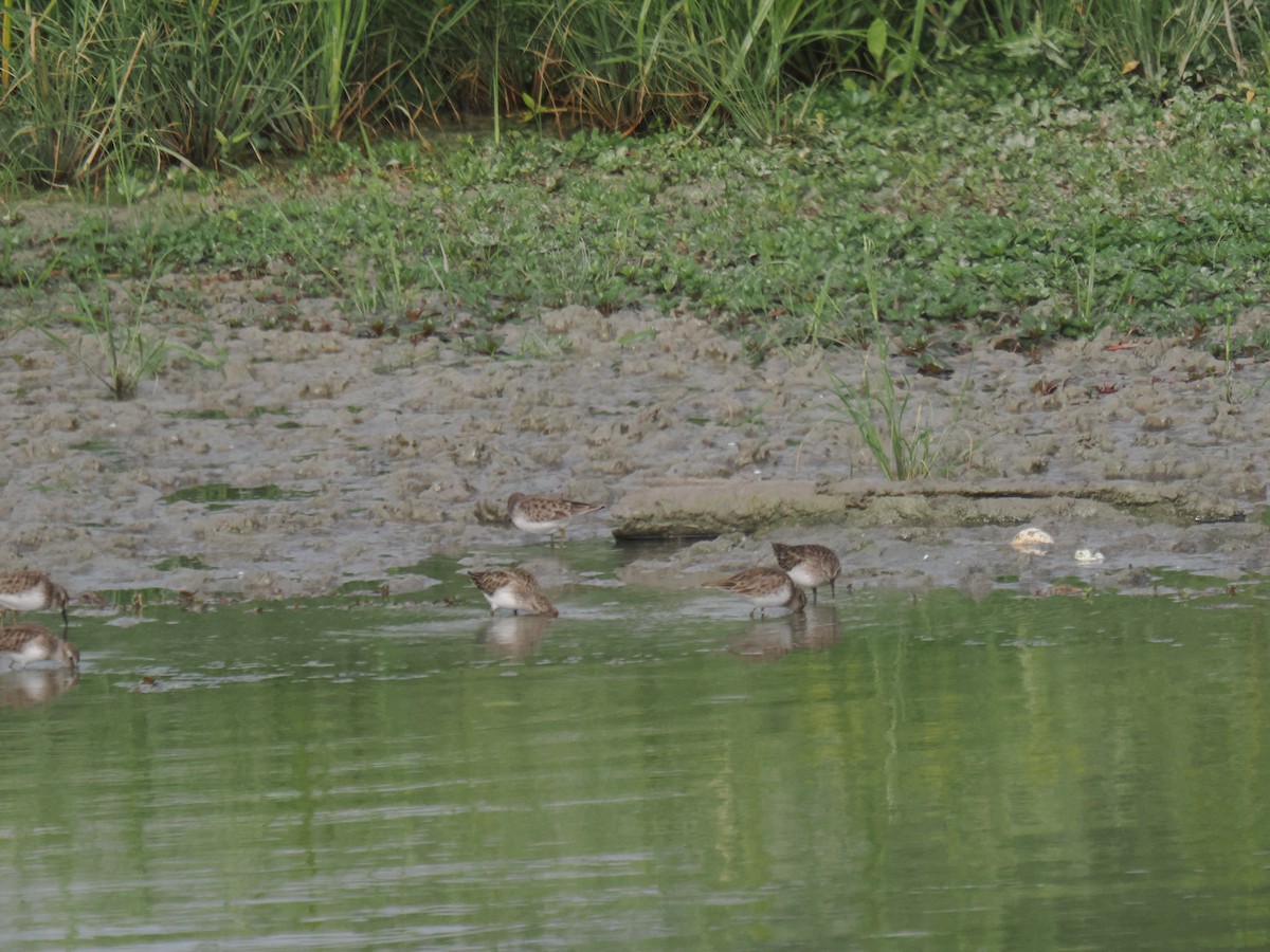 jespák drobný - ML646516476