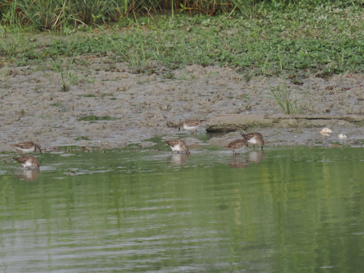 jespák drobný - ML646516477