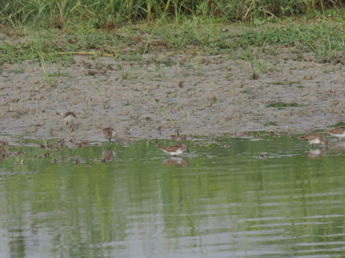 jespák drobný - ML646516478