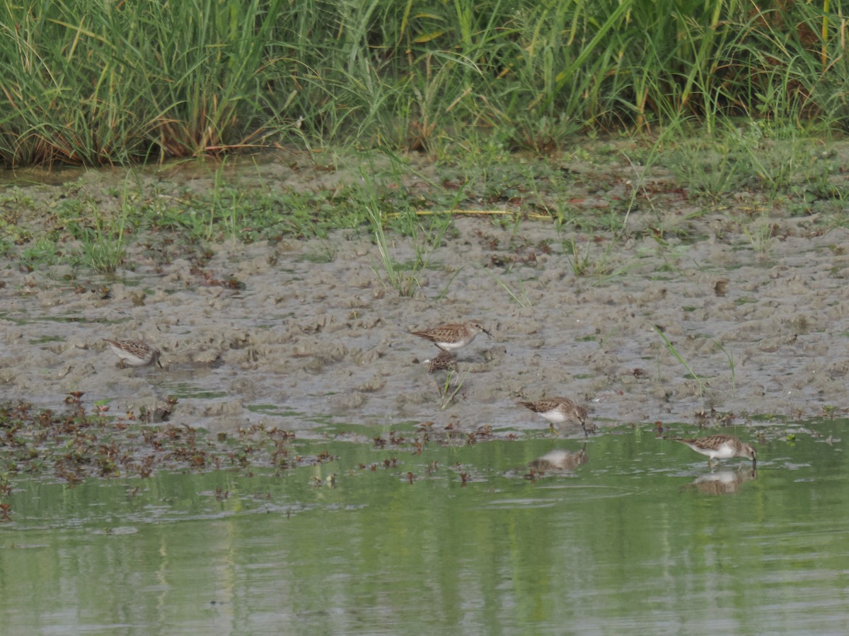 jespák drobný - ML646516479