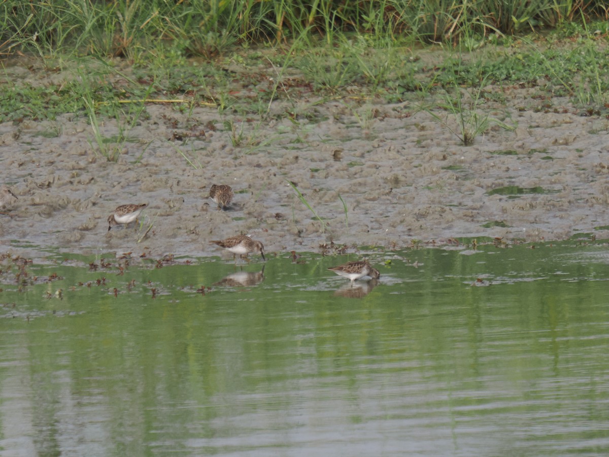 jespák drobný - ML646516480