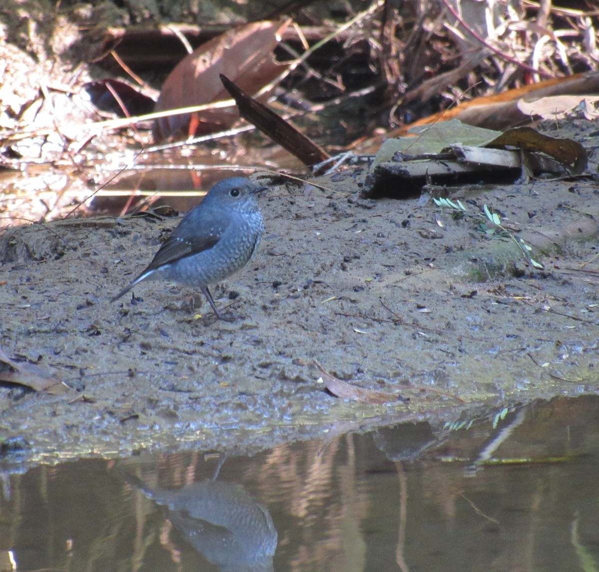 Plumbeous Redstart - ML646516481