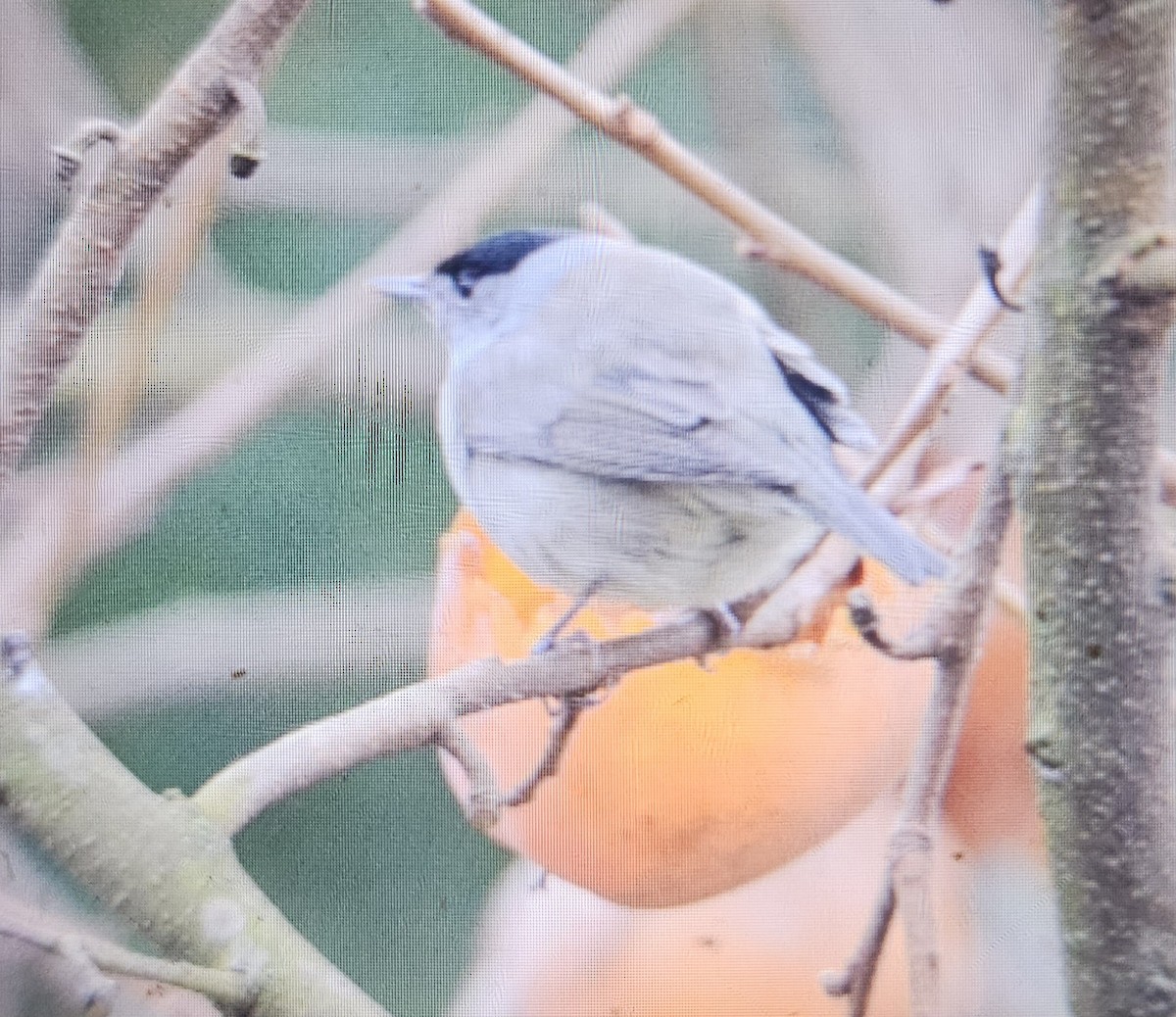 Eurasian Blackcap - ML646516487