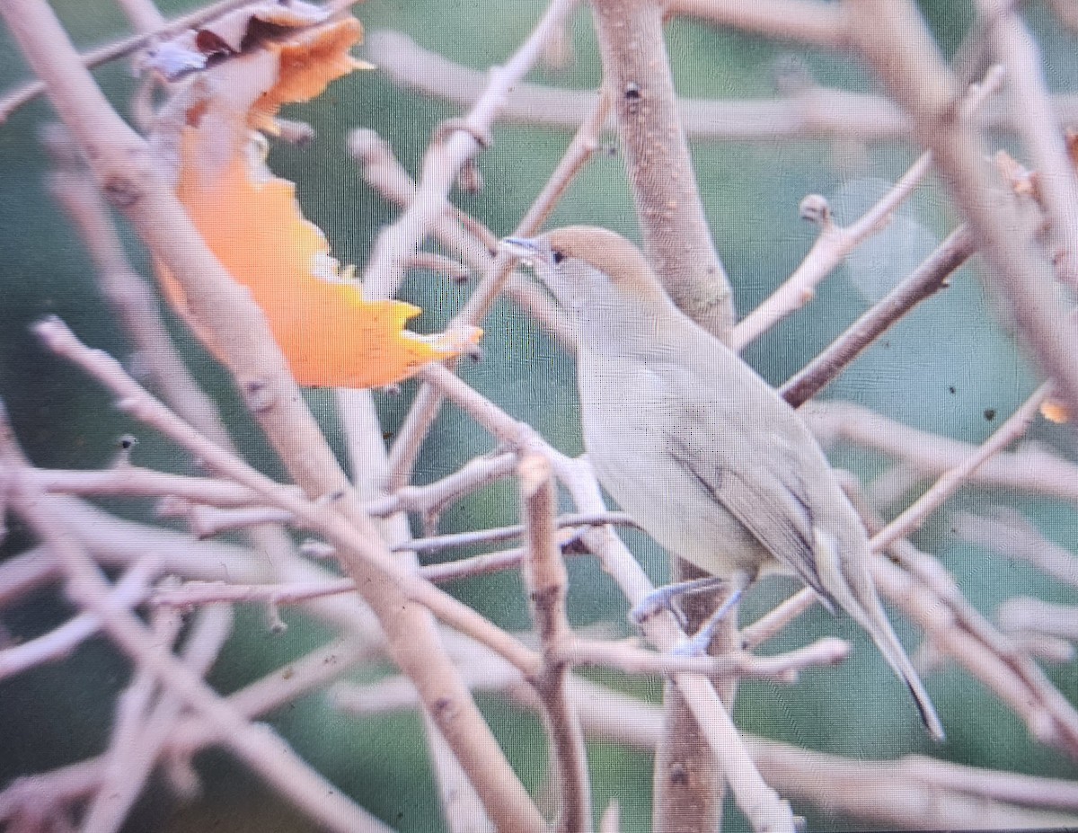 Eurasian Blackcap - ML646516488